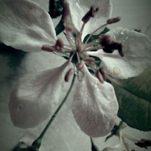 Meet your Posher, Marietta